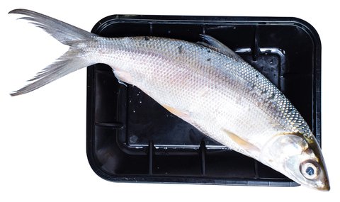 Fishta Seafood Bangus Jumbo